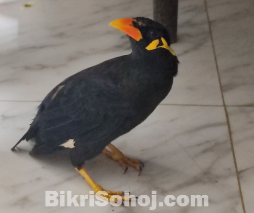 Moyna pakhi for sale